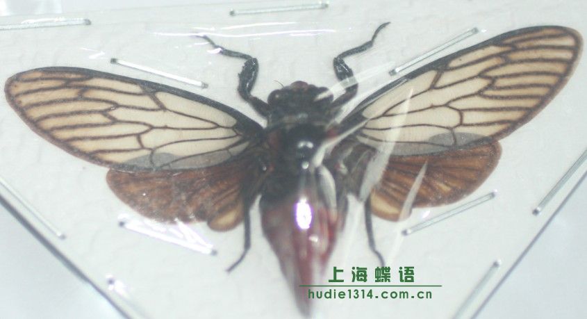 ͼƬ鿴
